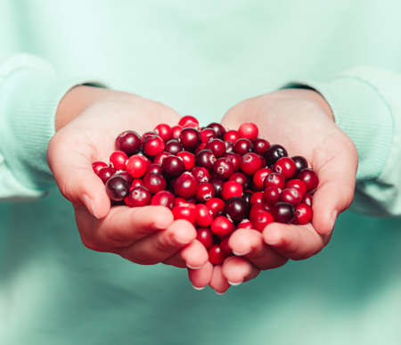 Close up of young woman hands holding red cowberries, front view.の写真素材
