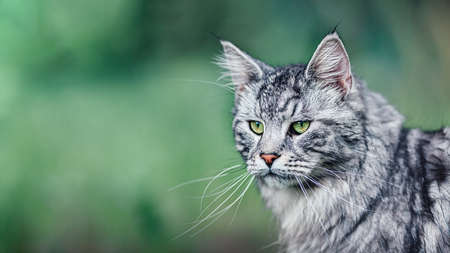 Close up view of Maine Coon cat on nature green background with copy-space. Adult male cat looking awayの写真素材
