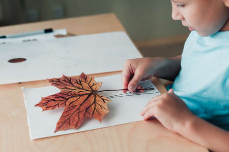 8 years old boy sitting by desk and making herbarium from maple leaves on album sheet. Autumn activities for childrenの写真素材