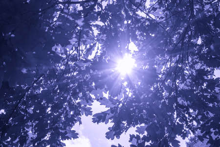 Natural background from oak leaves. Sun shining through oak leafs. Toned violet colorの写真素材