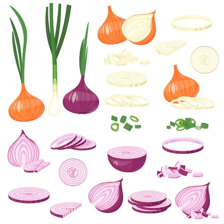 Red Onion Vector. cartoon illustration Isolated on whiteのイラスト素材