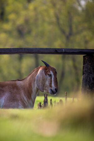 Goat taking rest in trees shadow. Selective focus. Shallow depth of field. Background blur.の写真素材