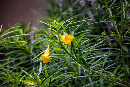 A beautiful Cascabela Thevetia flower (Yellow Oleander) in a tree on a summer day. With green leaf.