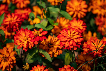 A beautiful landscape of Zinnia Marylandica 'Double Zahara Fire' flowers with green blur background...