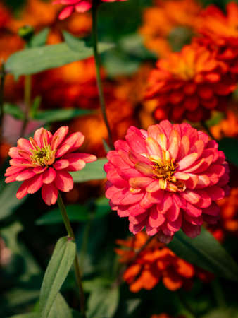 A beautiful close up of two Zinnia Marylandica 'Double Zahara Rose' flowers with green blur background in summerの写真素材