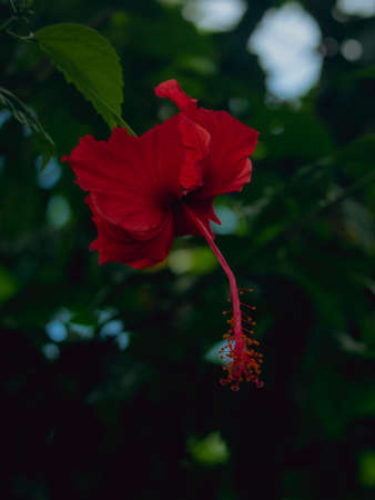 A red Hawaiian Hibiscus flower is hanging in a tree. The tree is in a forest and the blurry background is full of green lips.の写真素材