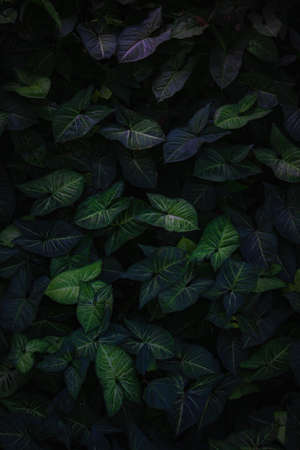 A beautiful landscape of green leaves on an eco park in Bangladesh.の写真素材