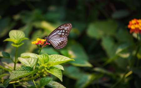 Beautiful close up of a Blue Glassy Tiger Butterfly feeding honey in a yellow flower with blurry green backgroundの写真素材