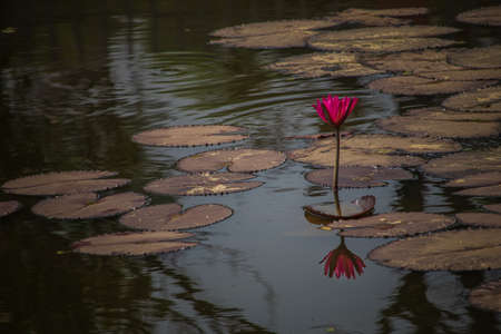 Beautiful landscape of single Lotus Water Lily in a grand pond. Flower reflected in water.の写真素材