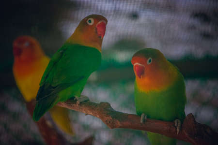 Two Red-Green Parrot pair birds sitting on a branch of a tree in a zoo.の写真素材