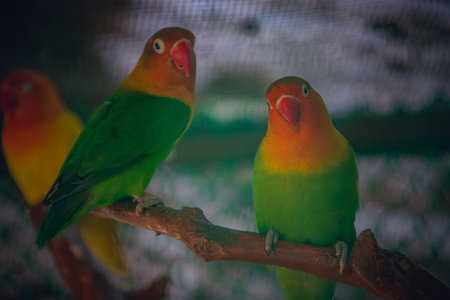 Two Red-Green Parrot pair birds sitting on a branch of a tree in a zoo.の写真素材