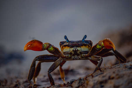 Macro photo of a small red crab on beach with an angry face.の写真素材