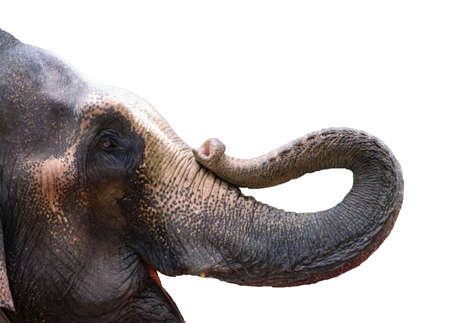 A happy Asian elephant head close-up, isolated on white background.の写真素材