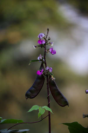 Closeup of Bangladeshi vegetable purple hyacinth bean and flowerの写真素材