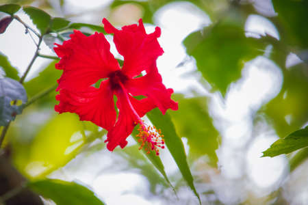 A beautiful landscape of red Hawaiian Hibiscus in a summer dayの写真素材