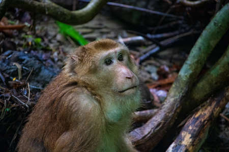 Rhesus Macaque (Macaca mulatta) close up portrait. The monkey resting on an eco-parkの写真素材