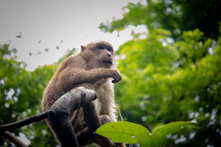 Rhesus Macaque (Macaca mulatta) close up portrait. The monkey looking from a small tree branch.の写真素材