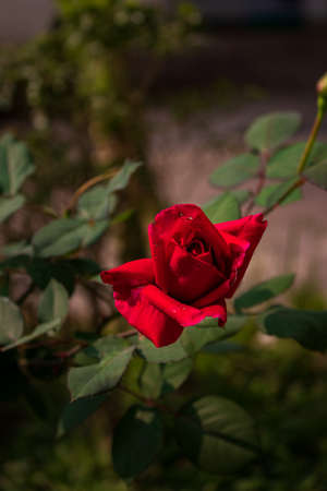 Close up of a red Rose on a winter day in the rose garden of Chittagong Universityの写真素材