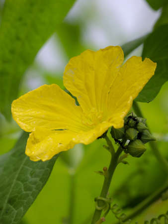 Close-up of yellow male Luffa (Loofah) flower in a sponge gourd gardenの写真素材