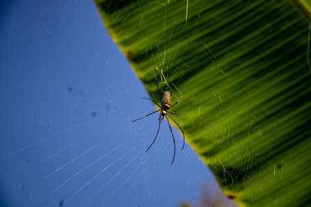 Close up of spider in web on a winter dayの写真素材