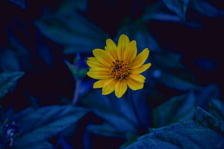 Closeup of Mexican sunflower, Helianthus Occidentalis on a park over a mountain.の写真素材