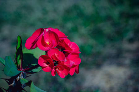 Branch of red Euphorbia Milii Des Moul (Crown of Thorns, Christ Thorn) flowers in a gardenの写真素材