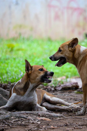 Close up two angry dogs fighting. Dog children are playing.