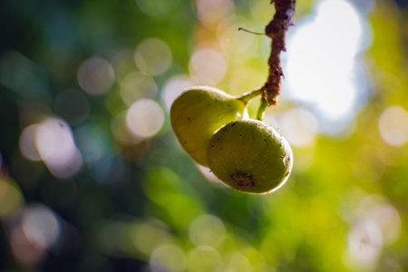 Close-up of small green wild fig fruits on a tree (Ficus carica) wild plant in forestの写真素材