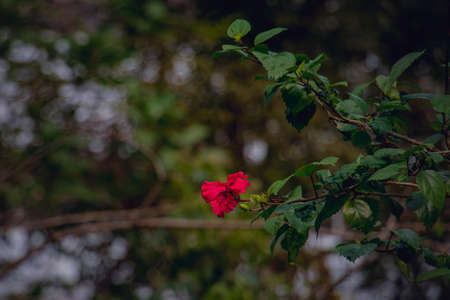 A beautiful landscape of red Hawaiian Hibiscus flower hanging on a tree in winter.の写真素材