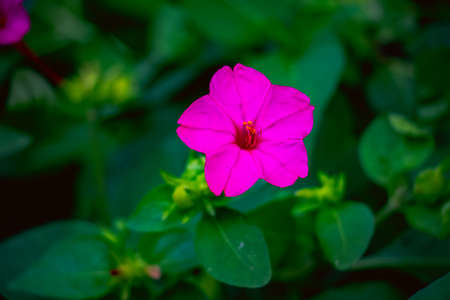 A beautiful landscape of Mirabilis jalapa flowerの写真素材
