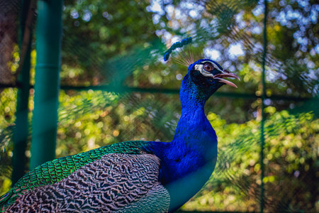 Portrait of beautiful peacock with feathers in a safari parkの写真素材