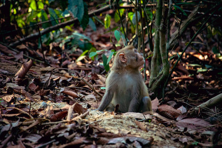 A small monkey is looking for food in the soil of a safari park.の写真素材