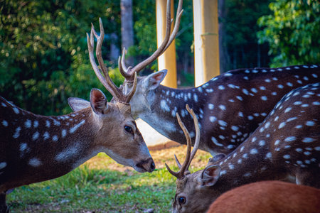 Closeup of a young Spotted Deer or Axis Deer in a safari park in Bangladeshの写真素材