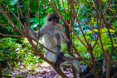 A juvenile dusky leaf monkey, also known as a spectacled langur, sits comfortably among the branches...