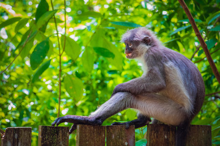 A dusky leaf monkey, also known as a spectacled langur, sits peacefully on a wooden fence surrounded...