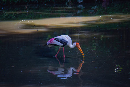 A Painted Stork (Mycteria leucocephala) with vibrant plumage wades gracefully in calm water, its long beak dipping into the surface, creating a serene reflection in a Zoo at Malaysia.の写真素材
