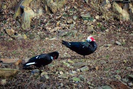 Two Muscovy ducks walking on dry farm ground in winter day at a mountain farm.