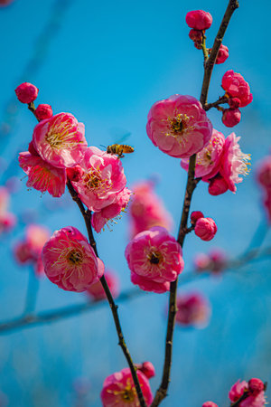 Pink Chinese plum (mei hua) flowers and buds on a branch photographed in winter in Wuhan, China....