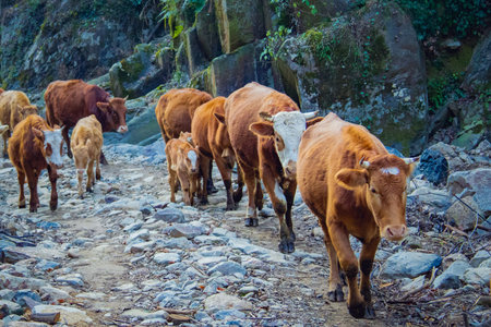 Cows and calves walking down a rocky farm track at a mountain farm in Wuhan, China. Rustic rural landscape, livestock and agriculture concept, leading lines and depth.の写真素材