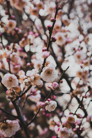 Close-up of white plum blossom flowers and pink buds blooming on branches in Wuhan, China.
