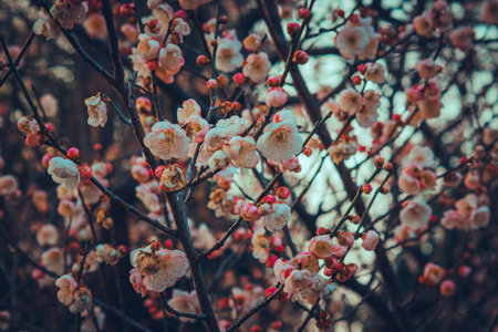 Close-up of plum blossom flowers and buds growing on branches in early spring garden.