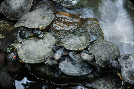 Turtles on the riverの写真素材