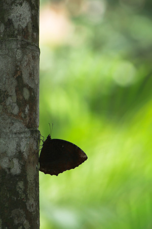 Butterfly on the woodの写真素材