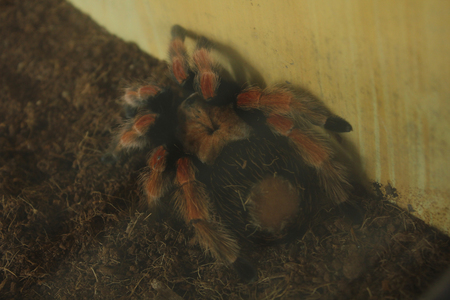 Adult Tarantula Crawlの写真素材