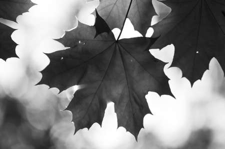 maple leaf backlit by the sunの写真素材