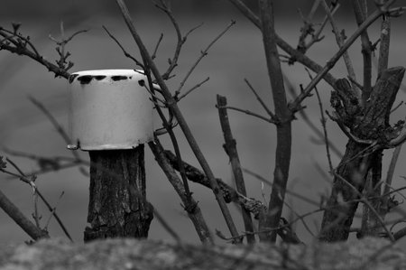 old tin cup on the rest of the tree in the bushの写真素材