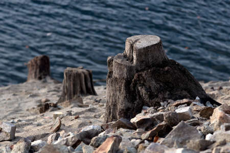 Old tree trunks on the shore of a lakeの写真素材