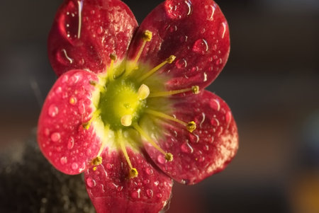 Close up of a red flower with water drops on the petalsの写真素材
