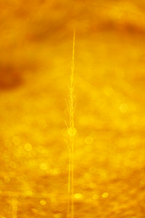 abstract grass background with bokehの写真素材