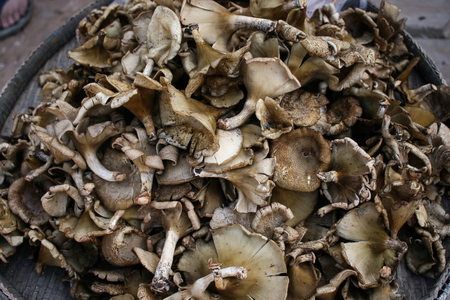Thailand local mushroomsの写真素材